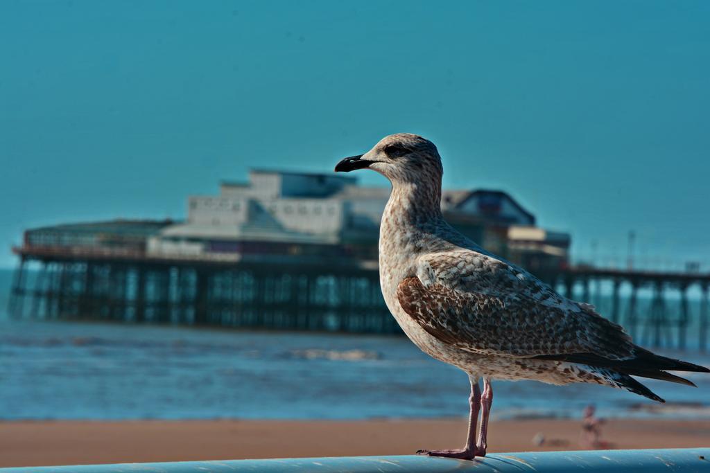 Tregenna Otel Blackpool Dış mekan fotoğraf